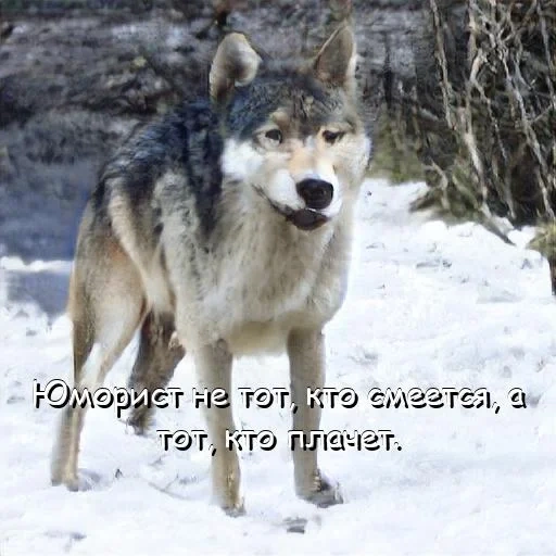 serigala, wolf wolf, serigala liar, serigala abu-abu, serigala siberia