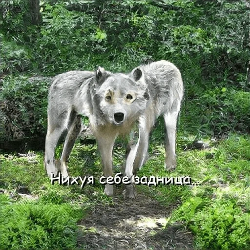 der wolf, the wild wolf, der graue wolf, the timberwolf, der sibirische wolf
