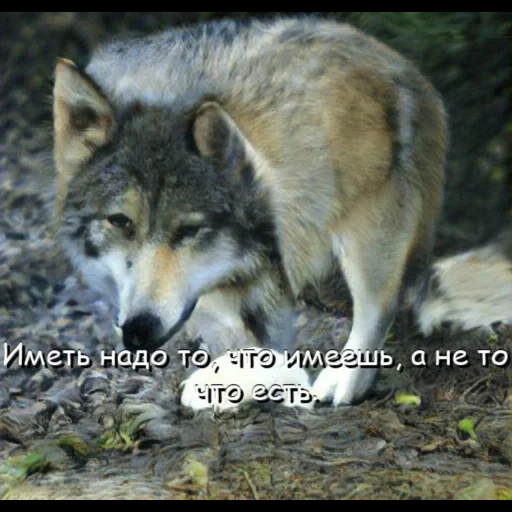 wolf, wolf wolf, wolf wolf, petit loup, le loup solitaire