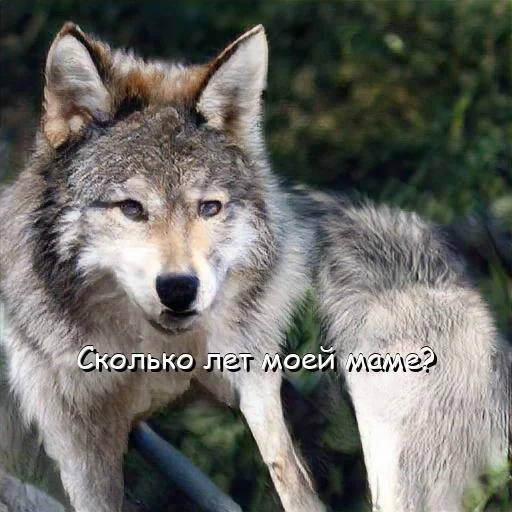 serigala, tawon serigala, wolf wolf, serigala abu-abu, lonely wolf