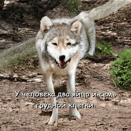 lobo, wolf é selvagem, lobo cinza, zoológico de lobo, animal de lobo