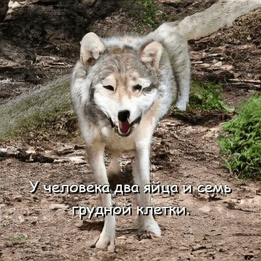 lobo, lobo salvaje, lobo gris, wolf zoo, lobo animal