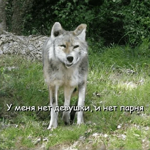 der wolf, wolf asche, the wild wolf, the old wolf, der sibirische wolf
