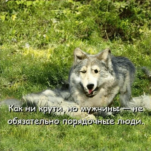 der wolf, the wild wolf, der graue wolf, the old wolf, der große graue wolf