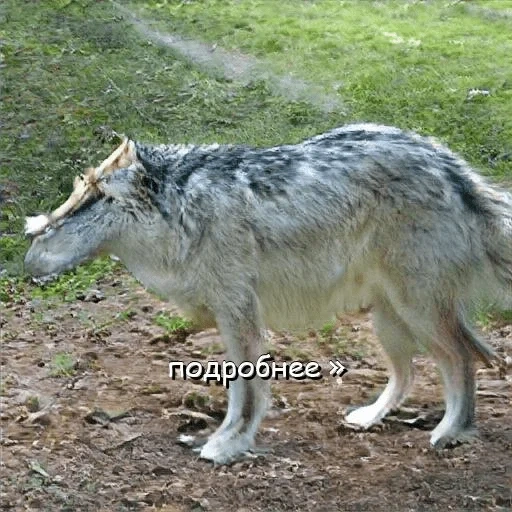 der wolf, wolf 7 3, der graue wolf, volker kanis, seitenansicht des wolfes