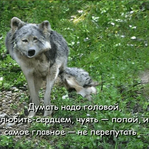 the wolf is gray, wolf is wild, wolf canis, russian wolf, the wolf eats grass