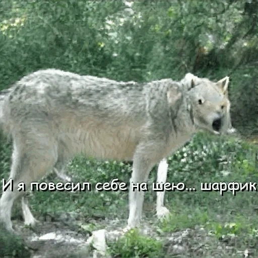 lobo, floresta de wolf, lobo cinza, lobo moderno, a crimeia de steppe wolf