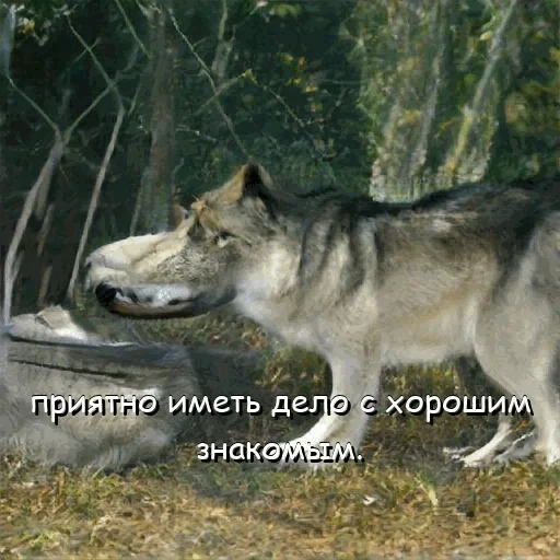 lupo, il lupo è selvaggio, lupo grigio, il lupo sta affondando, il lupo non è un lupo