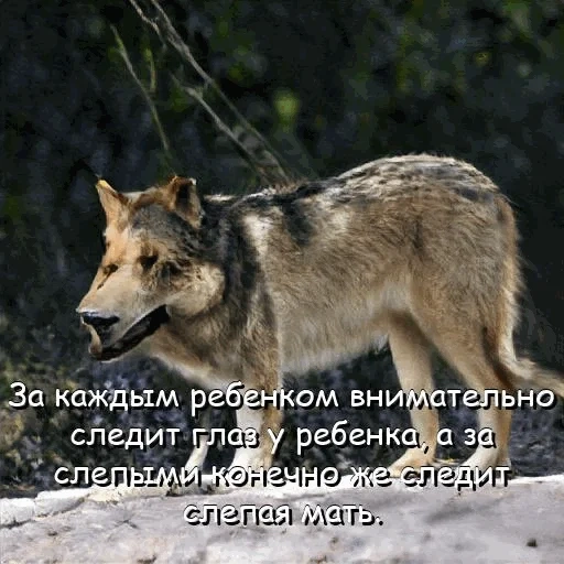 lobo, wolf bw, o lobo é cinza, wolf é selvagem, animal de lobo