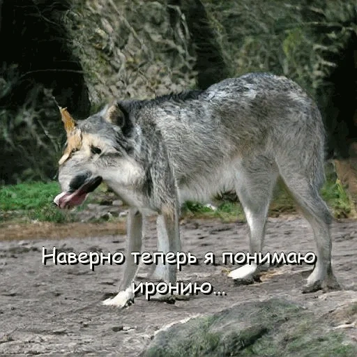 der wolf, wolf bw, der wolfsschwanz, der graue wolf, volker kanis