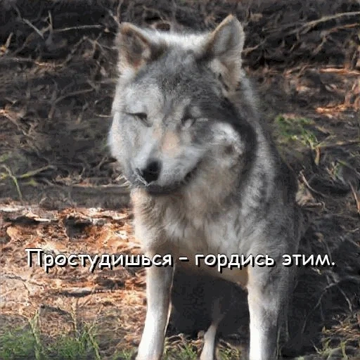wolf, loup sauvage, loup gris, petit loup, loup de sibérie