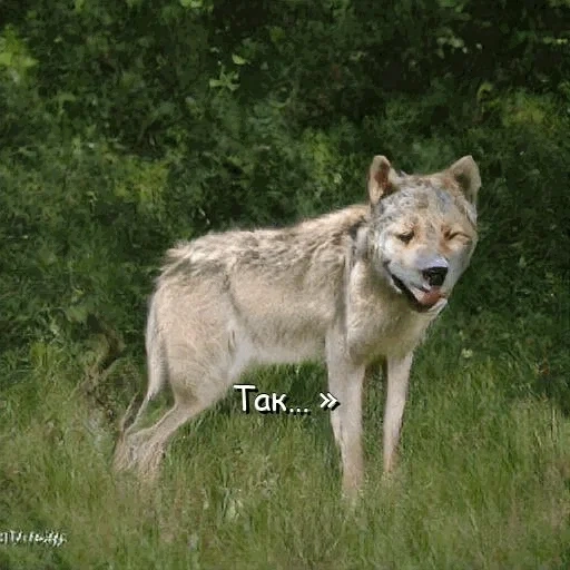 serigala, wolf wolf, serigala abu-abu, serigala biasa, south rocky mountain wolf