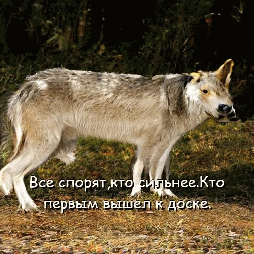 loup sauvage, loup gris, le loup sur le côté, vue latérale du loup, loup des carpates