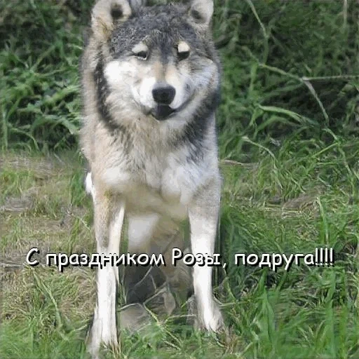 wolf, loup gris, vieux loup, loup commun, espèce de loup de sibérie