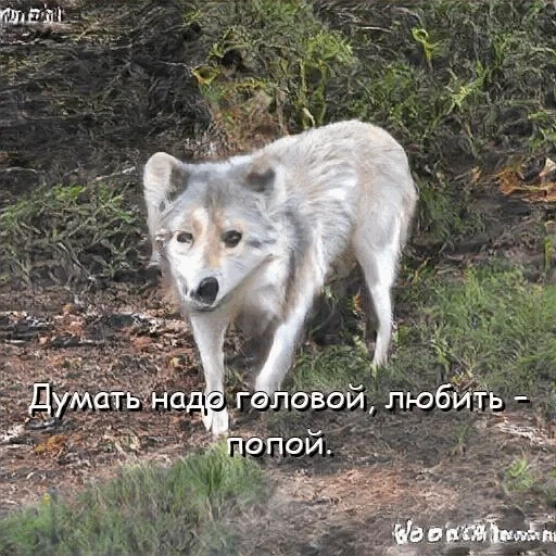 серый волк, всратый волк, волк полярный, серый волк поле, животные пмр волк