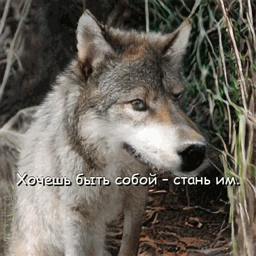 wolf, wolf muzzle, the wolf is alive, grey wolf, a cunning wolf