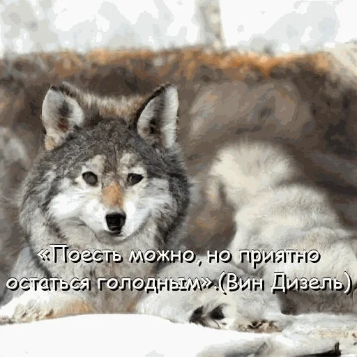 волк, волк гург, серый волк, снежный волк, большой серый волк