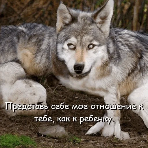 lupo, lupo grigio, femmina di lupo, lupo lupo, lupo della foresta russo centrale
