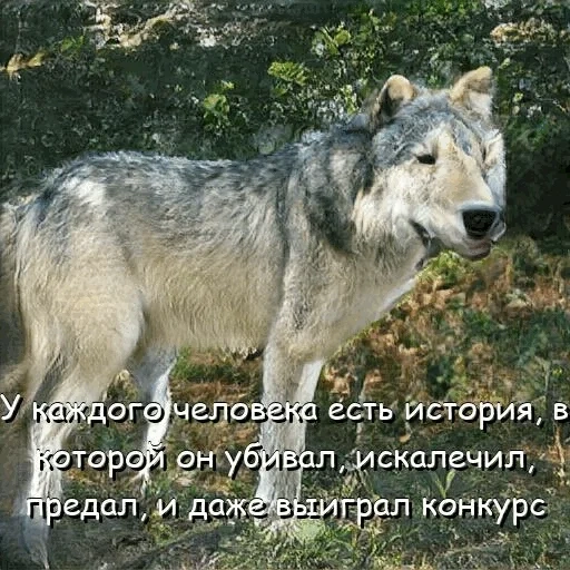 wolf, grey wolf, russian wolf, big gray wolf, central russian forest wolf