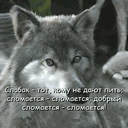 wolf, the wolf is of course, sad wolf, the wolf winks, the proud wolf lonely