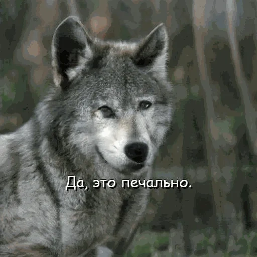 lobo, wolf é selvagem, lobo cinza, um lobo astuto, lobo solitário
