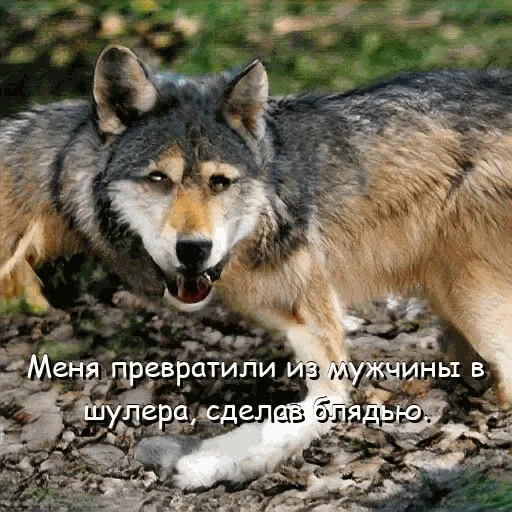lobo, lobo auf, wolf é selvagem, lobo orgulhoso, lobo grande