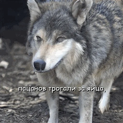 волк, волк ауф, волк дикий, серый волк, всратый волк