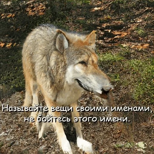 lobo, wolf, lobo salvaje, lobo viejo, lobo lupus
