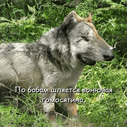 wolf, loup sauvage, loup gris, big grey wolf, chien loup de tamasquan