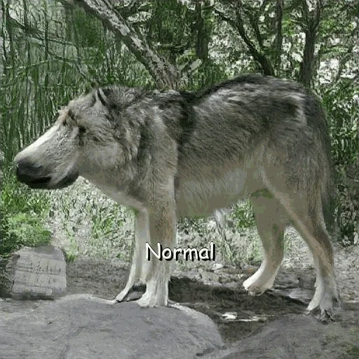 волк, серый волк, большой волк, крупный волк, большой серый волк