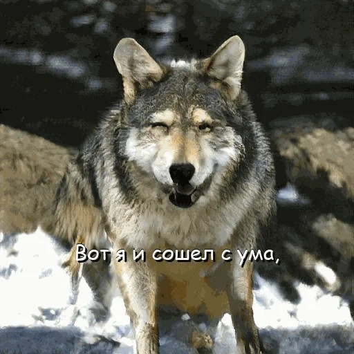 lupo, lupo lupo, lupo cattivo, il lupo è selvaggio, lupo grigio