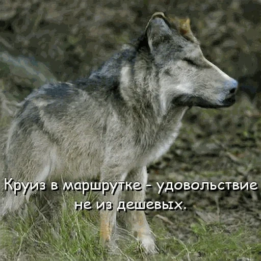 lobo, lobo salvaje, lobo gris, lobo solo, lobos forestales rusos
