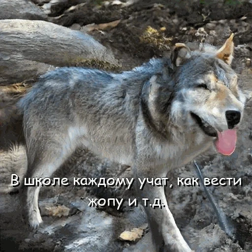 волк, волк мем, волк окрас, волк морда, серый волк