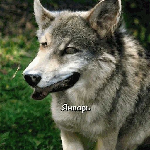 lupo, il lupo è selvaggio, il lupo cresciuto, lupo grigio, lupo di cane lupo