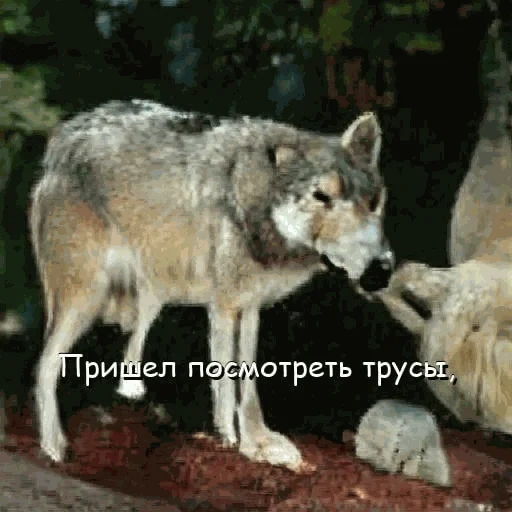 wolf, wolf, loup sauvage, loup gris