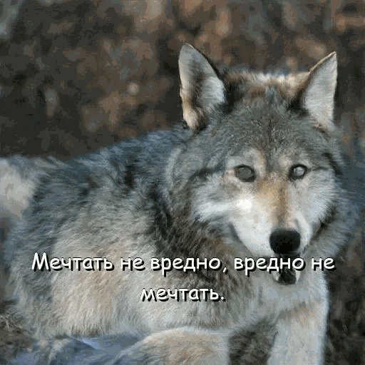 волк, волк дикий, волк морда, волк вожак, серый волк