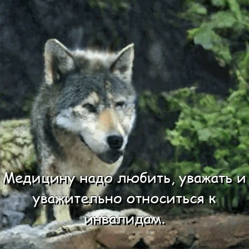 serigala, 1 serigala, wolf wolf, serigala abu-abu, serigala yang cantik