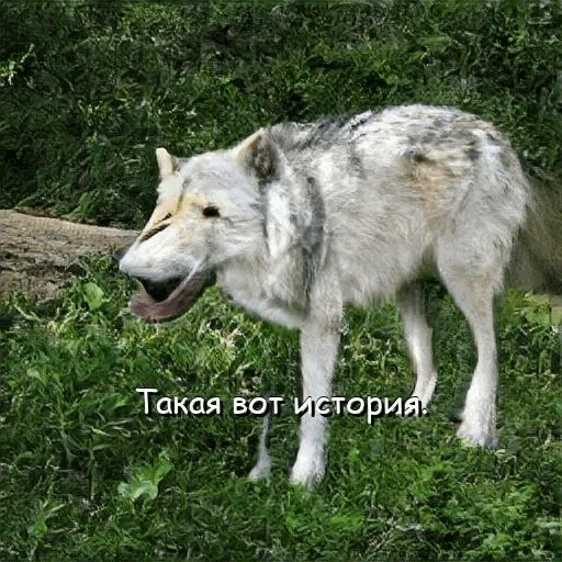 serigala, serigala abu-abu, the old wolf, serigala besar, serigala biasa