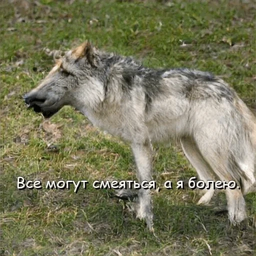 lobo, lobo gris, lobo ruso, vista lateral del lobo, lobo ordinario