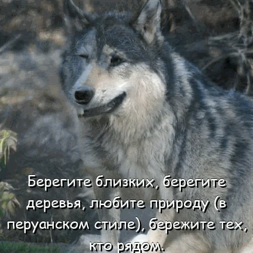 lobo, lobo gris, lobo salvaje, cara de lobo, el lobo todavía está vivo
