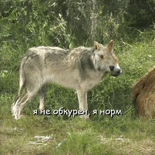 der wolf, der graue wolf, der männliche wolf, der wolf, der gewöhnliche wolf