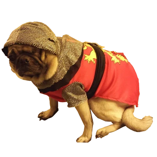 ropa para animales, ropa para pugs, ropa para cachorros, perro con un traje de caballero, trajes para perros