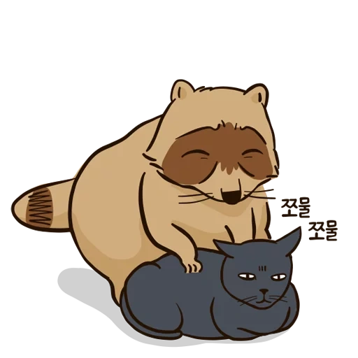 cat, raccoon, bear cat, the animals are cute