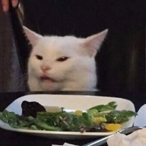 кот в ресторане мем, мем с котом за столом, мем кот, мемы с котами, кот из мема