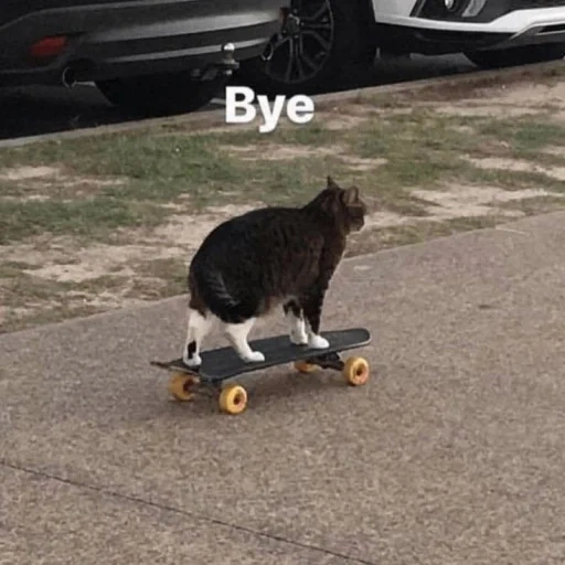 кот на скейте, кошка скейтер, кошка на скейтборде, кот на скейтборде, котик на скейте