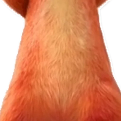 chat, renard, zéropolie, fox nick wilde, holis nick wilde