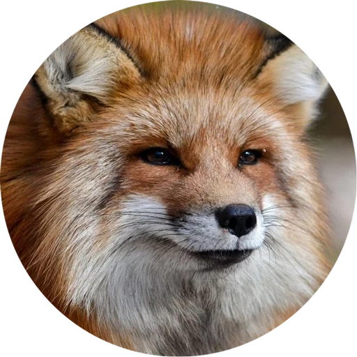 fox, fox fox, fox mord, muzzle fox, fox muzzle 3/4