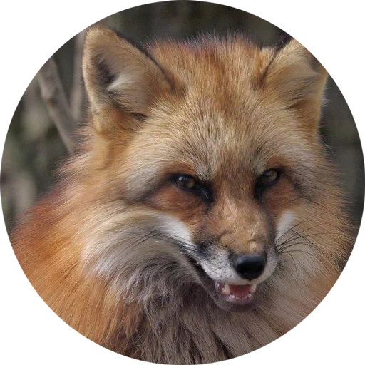 fox, fox fox, fox mord, mordochka fox, muzzle fox