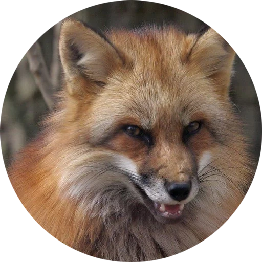 renard, fox fox, fox mord, mordochka fox, museler le renard