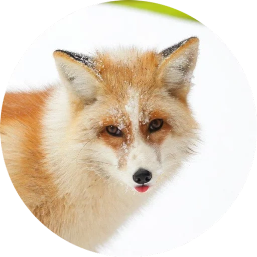 fox, fox fox, red fox, fox mord, red fox